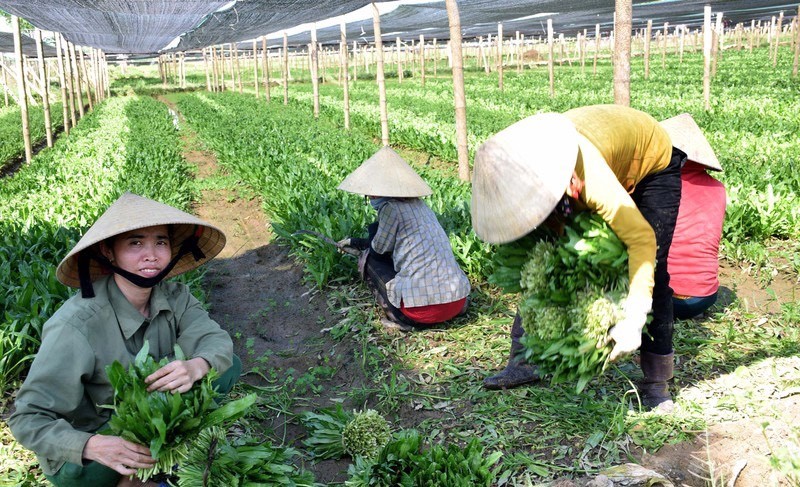 Người dân thôn Tất Xứng, xã An Hồng làm giàu nhờ trồng cây gia vị