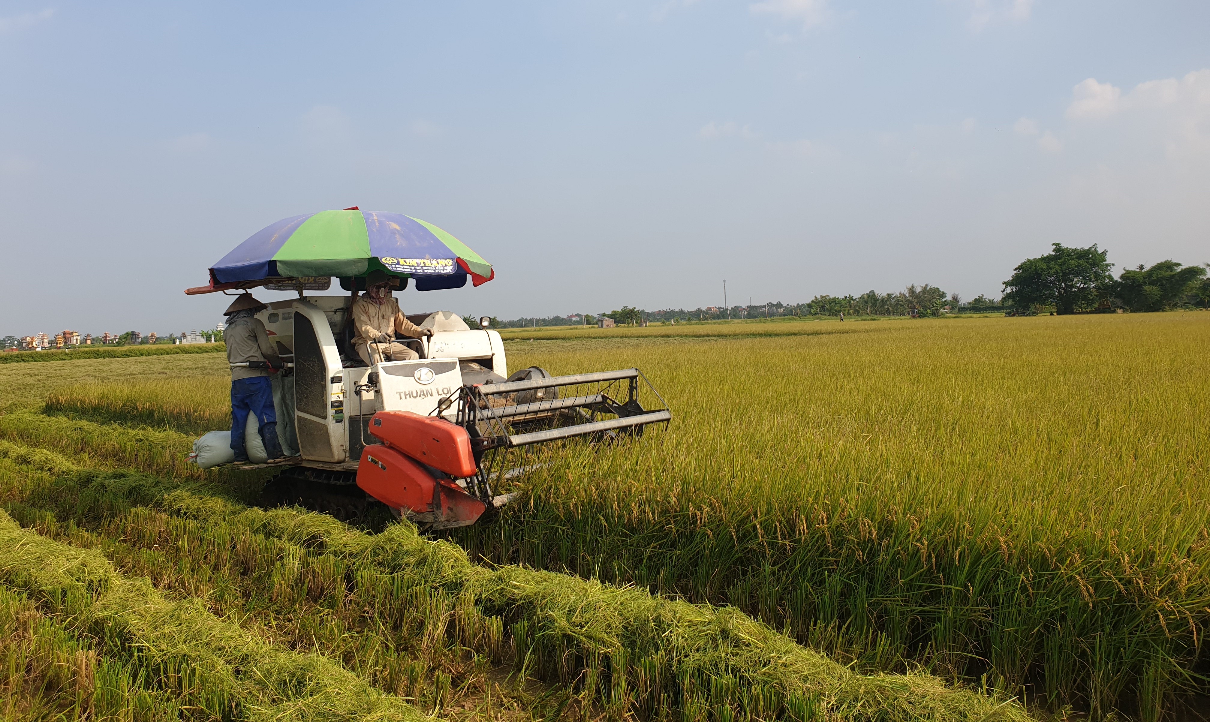 Nhân dân xã Quang Phục nâng cao năng suất lúa, tiết kiệm chi phí nhờ quy vùng sản xuất 